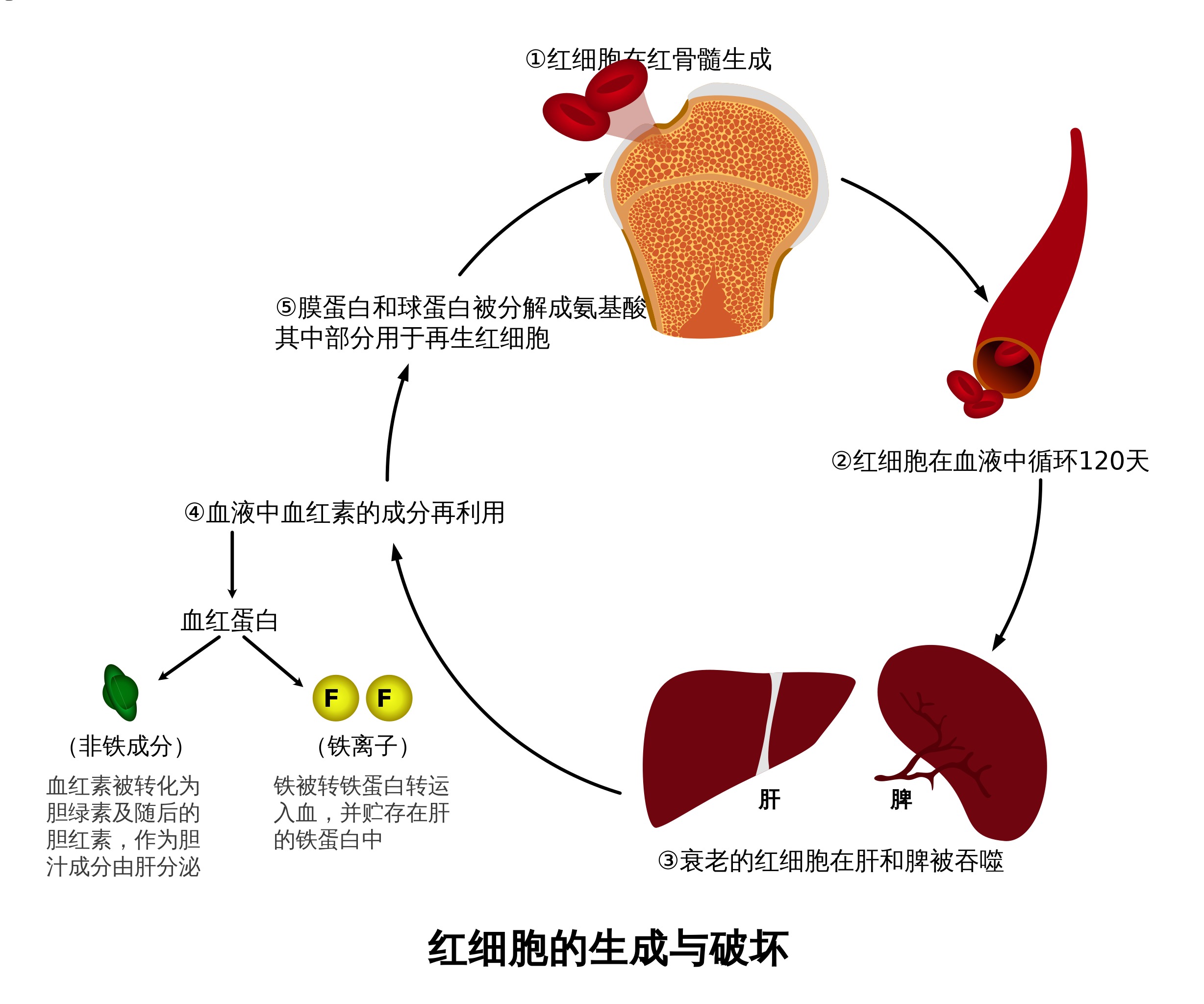 Formation process diagram